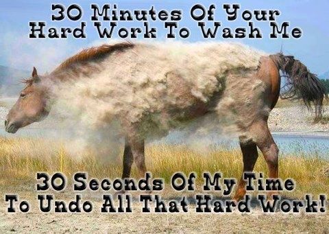 horse wash