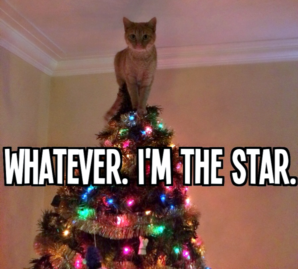 15 Hilarious Animal Memes to Make Your Christmas Merry – The Fuzzy Fanatic
